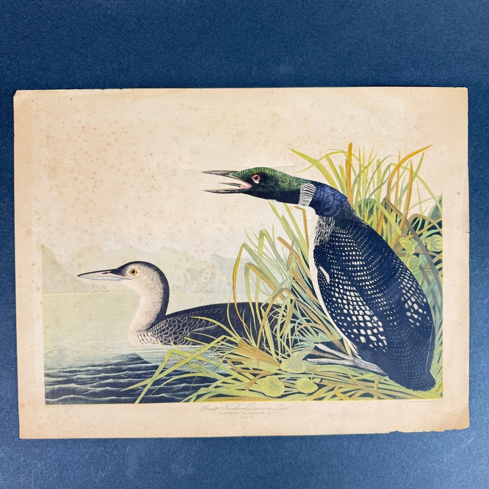 Vintage Audubon Great Northern Diver or Loon Bird Print Reproduction 11x14
